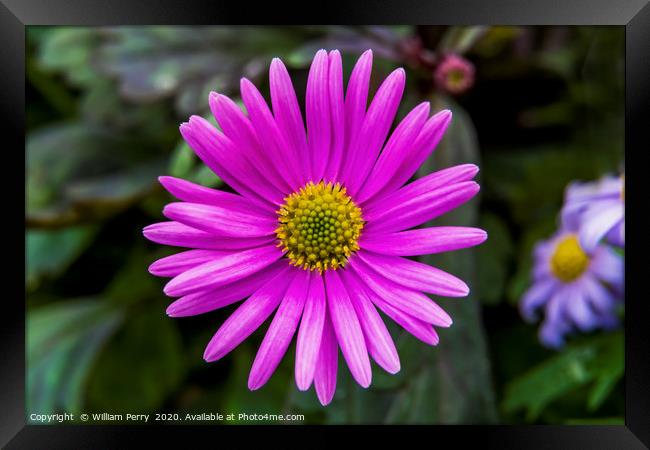 Pink Alpine Aster Blooming Macro Framed Print by William Perry