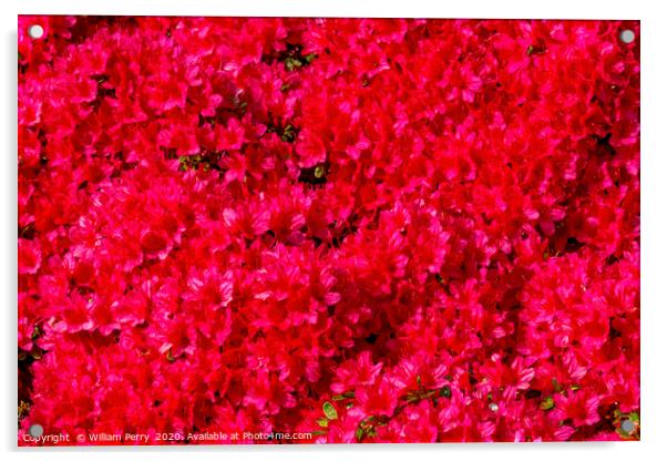 Red Encore Azalea Flowers Blooming Macro Acrylic by William Perry