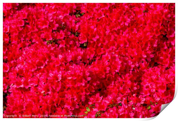 Red Encore Azalea Flowers Blooming Macro Print by William Perry