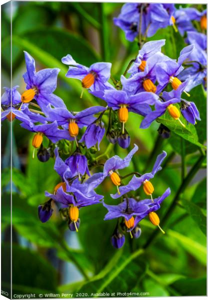 Blue Potato Vine Blooming Macro Canvas Print by William Perry