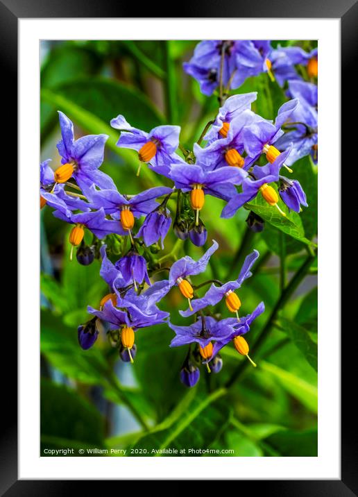 Blue Potato Vine Blooming Macro Framed Mounted Print by William Perry