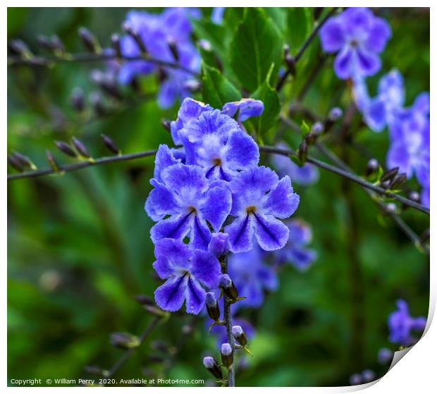 Blue Verbena Blooming Macro Print by William Perry