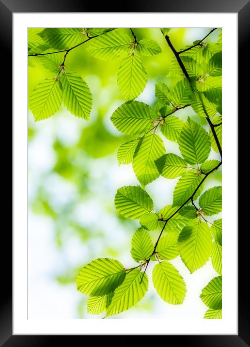 Close up of hornbeam leaves at spring Framed Mounted Print by Arpad Radoczy
