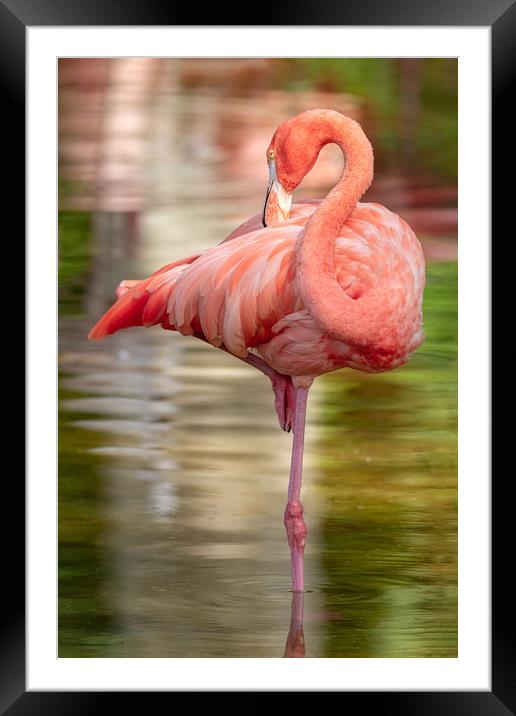 Nice elegant flamingo standing in the water Framed Mounted Print by Arpad Radoczy