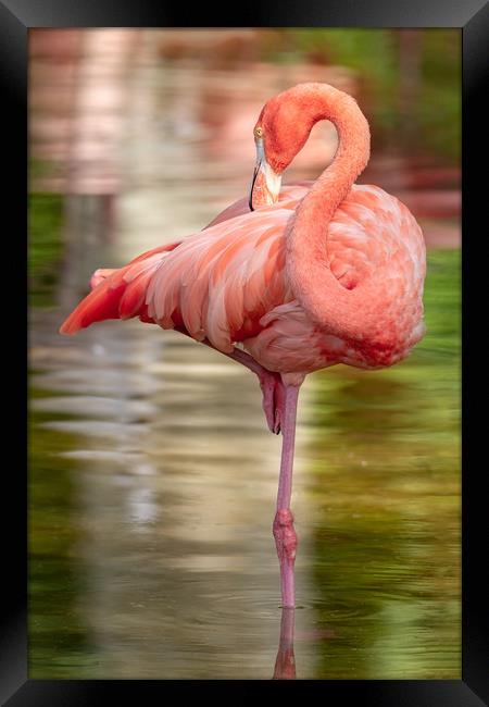 Nice elegant flamingo standing in the water Framed Print by Arpad Radoczy
