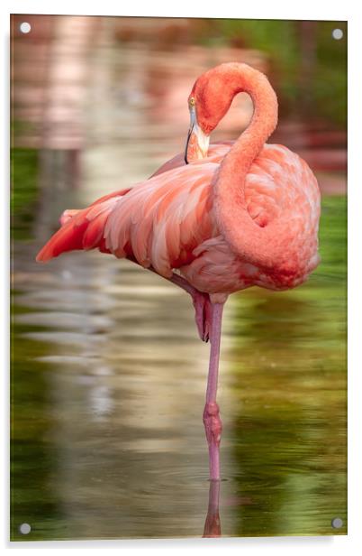 Nice elegant flamingo standing in the water Acrylic by Arpad Radoczy