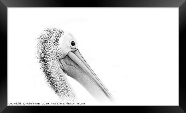 Pelican in White Framed Print by Pete Evans