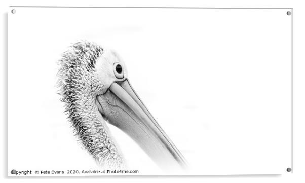 Pelican in White Acrylic by Pete Evans