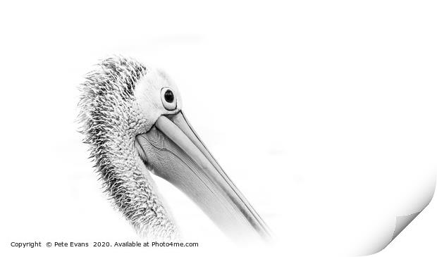 Pelican in White Print by Pete Evans