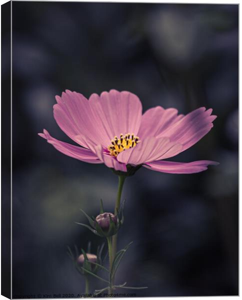 Lone Daisy Canvas Print by Kim Bell