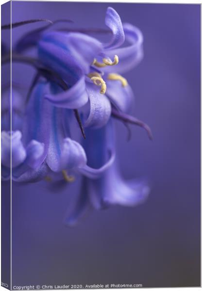 Bluebell Canvas Print by Chris Lauder