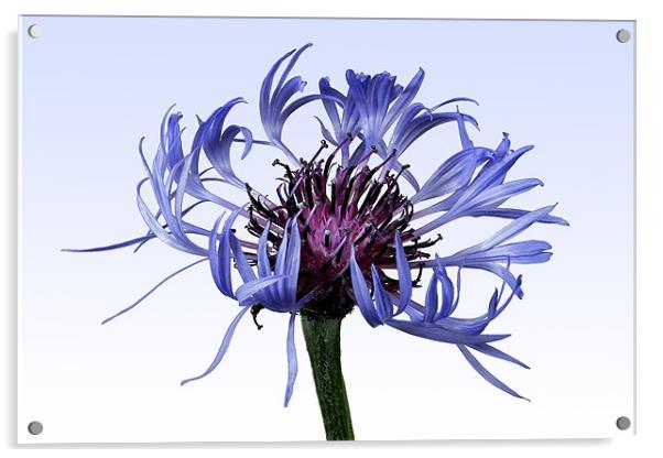 Centaurea montana Acrylic by Tony Bates