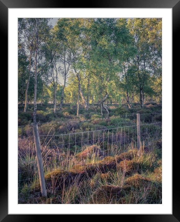 The Copse Framed Mounted Print by Paul Andrews