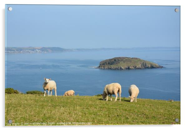 Sheep Grazing Above Looe Island Acrylic by Neil Mottershead