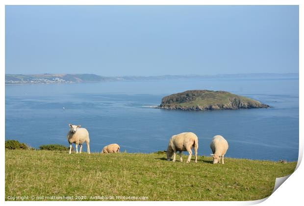 Sheep Grazing Above Looe Island Print by Neil Mottershead