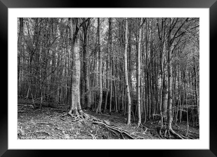 Montseny natural park - Catalonia Framed Mounted Print by Jordi Carrio