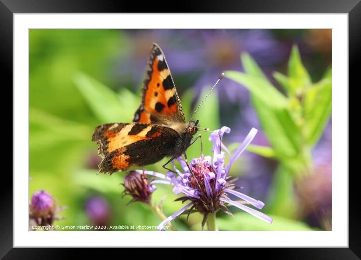 Tortoisehell Butterfly on a wild flower Framed Mounted Print by Simon Marlow