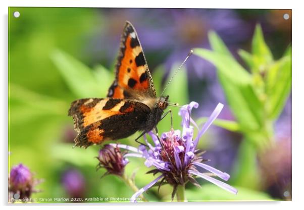 Tortoisehell Butterfly on a wild flower Acrylic by Simon Marlow