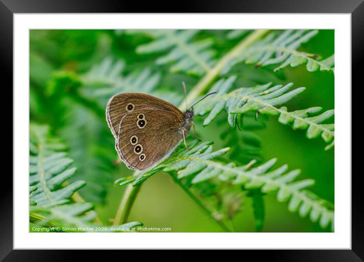 Meadow Brown Butterfly Framed Mounted Print by Simon Marlow