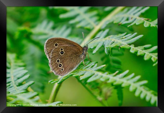 Meadow Brown Butterfly Framed Print by Simon Marlow