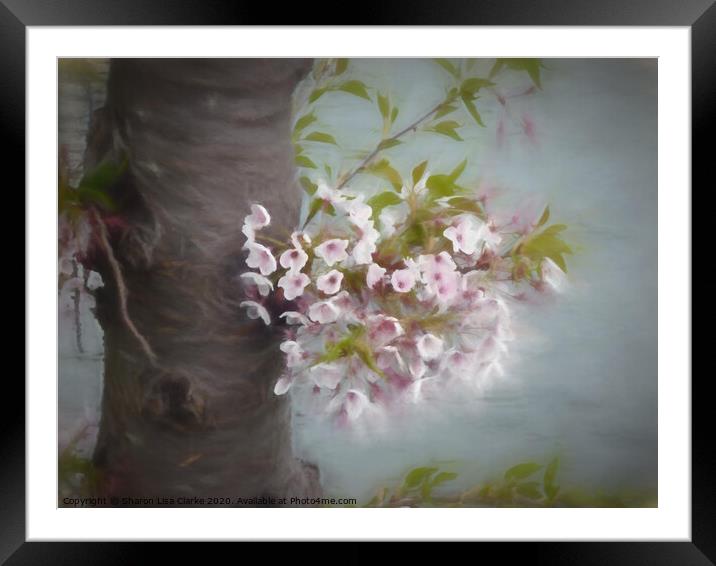 The Old Blossom Tree Framed Mounted Print by Sharon Lisa Clarke