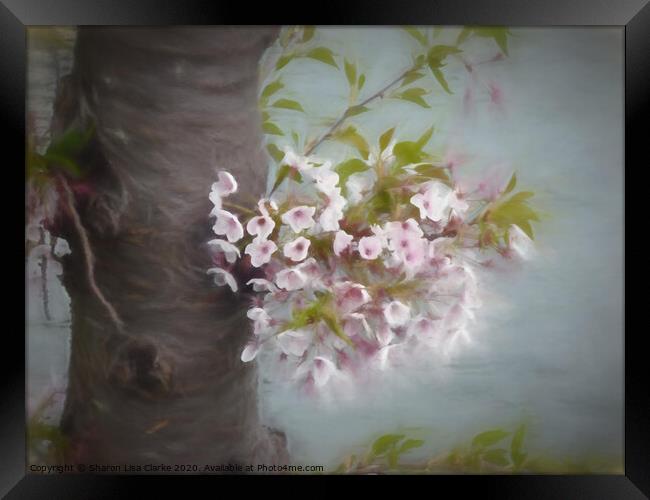 The Old Blossom Tree Framed Print by Sharon Lisa Clarke