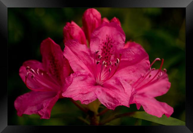 Hot Pink Rhododendron Framed Print by Jacqi Elmslie