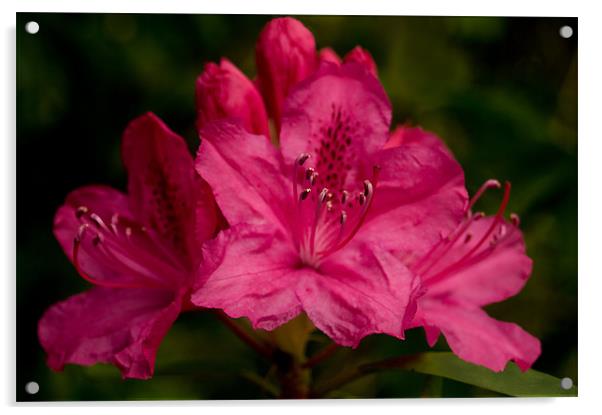 Hot Pink Rhododendron Acrylic by Jacqi Elmslie