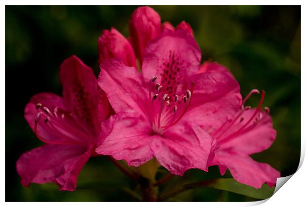 Hot Pink Rhododendron Print by Jacqi Elmslie
