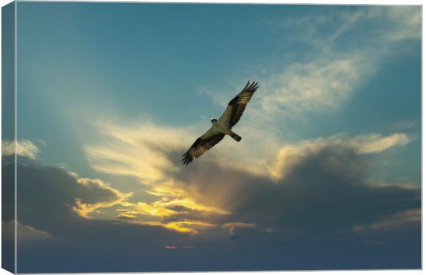 Osprey bird soaring high in evening sky looking fo Canvas Print by Thomas Baker