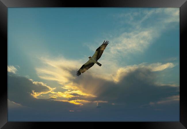 Osprey bird soaring high in evening sky looking fo Framed Print by Thomas Baker