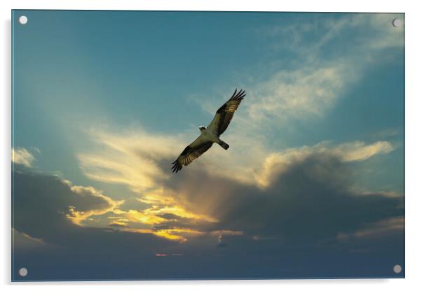 Osprey bird soaring high in evening sky looking fo Acrylic by Thomas Baker