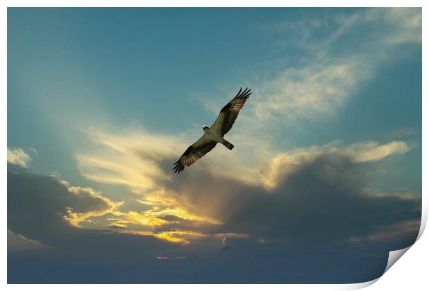 Osprey bird soaring high in evening sky looking fo Print by Thomas Baker