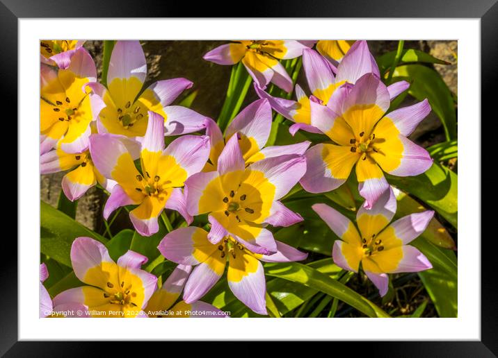 Pink Yellow Tarda Tulips Blooming Macro Framed Mounted Print by William Perry