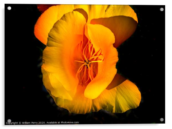 Golden California Poppy Blooming Macro Acrylic by William Perry