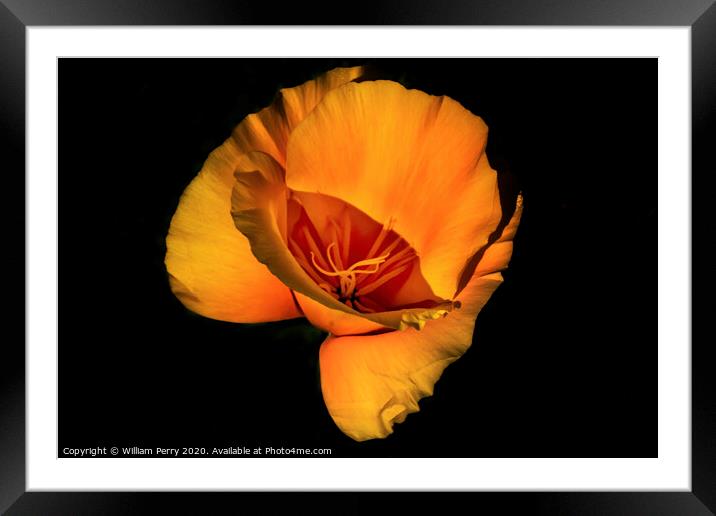 Golden California Poppy Blooming Macro Framed Mounted Print by William Perry