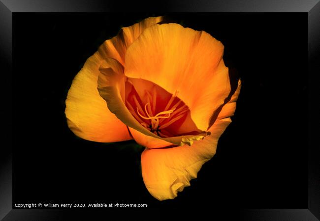 Golden California Poppy Blooming Macro Framed Print by William Perry