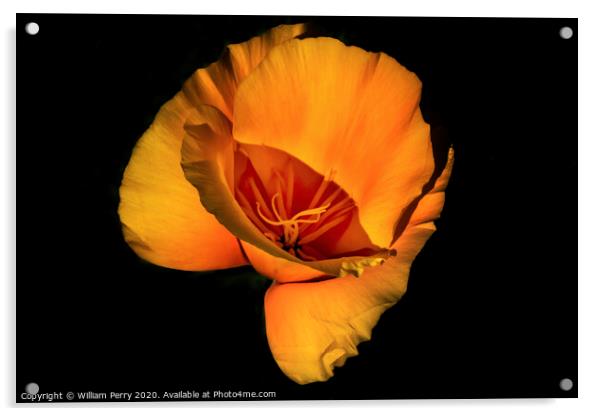 Golden California Poppy Blooming Macro Acrylic by William Perry