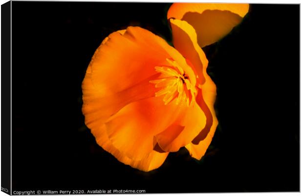 Golden California Poppy Blooming Macro Canvas Print by William Perry