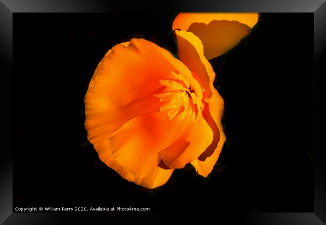 Golden California Poppy Blooming Macro Framed Print by William Perry