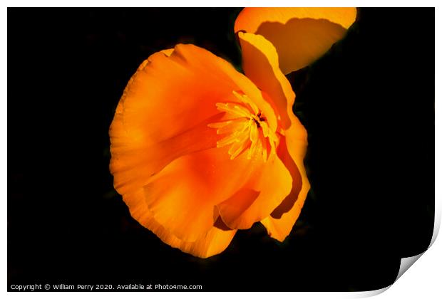 Golden California Poppy Blooming Macro Print by William Perry