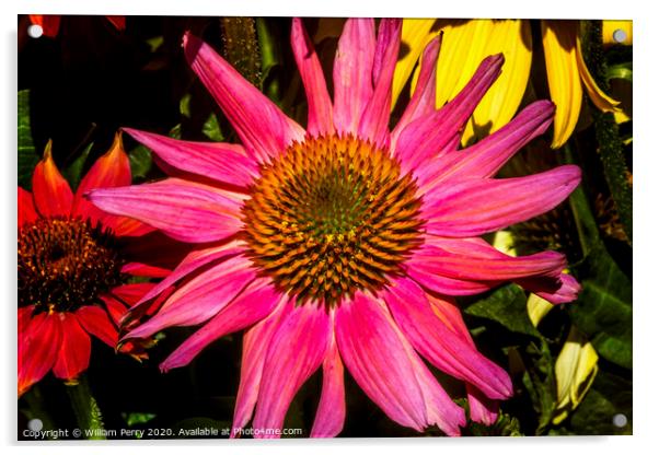 Eastern Pink Coneflower Blooming Macro Acrylic by William Perry