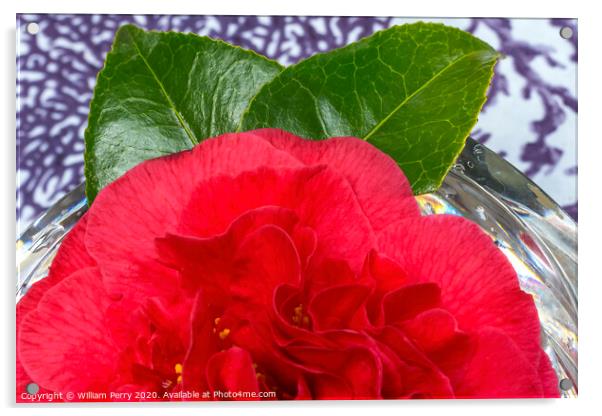 Red Camellia Blooming Crystal Macro Acrylic by William Perry