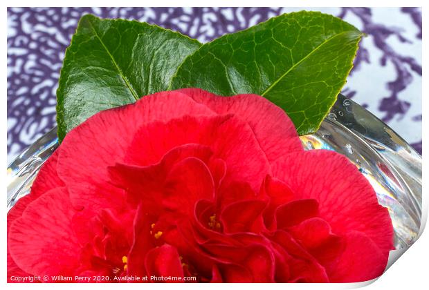 Red Camellia Blooming Crystal Macro Print by William Perry
