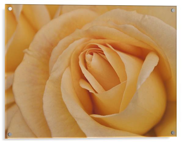 Yellow Rose Acrylic by Karen Martin