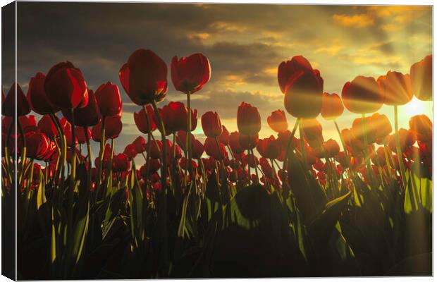 Fence of red tulips flower at the sunset moment with a burning chaotic sky, Netherlands Canvas Print by Ankor Light
