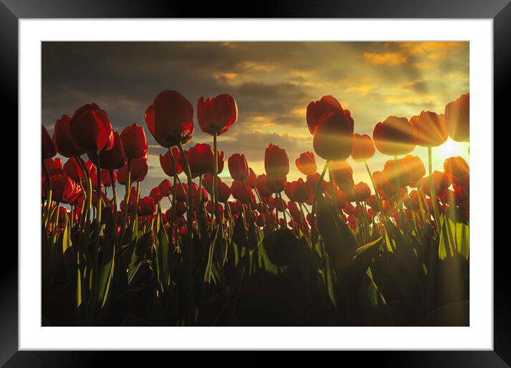 Fence of red tulips flower at the sunset moment with a burning chaotic sky, Netherlands Framed Mounted Print by Ankor Light