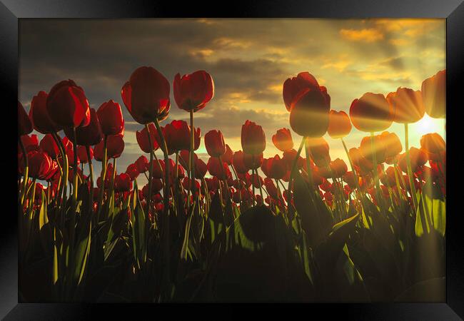 Fence of red tulips flower at the sunset moment with a burning chaotic sky, Netherlands Framed Print by Ankor Light