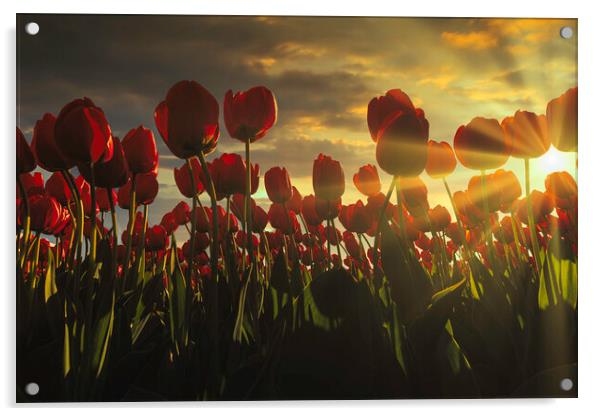 Fence of red tulips flower at the sunset moment with a burning chaotic sky, Netherlands Acrylic by Ankor Light