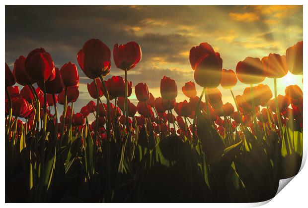 Fence of red tulips flower at the sunset moment with a burning chaotic sky, Netherlands Print by Ankor Light